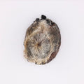 Tibet Deer Musk Pod 🦌