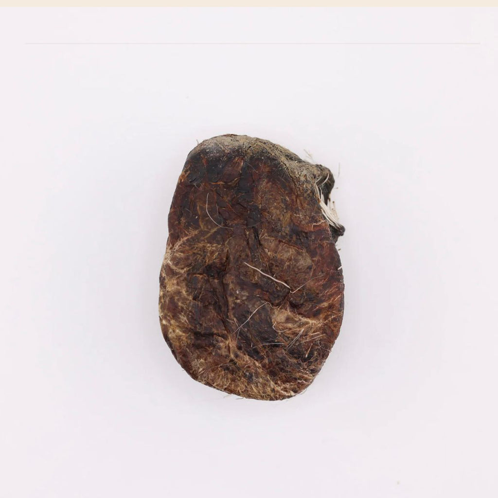 Tibet Deer Musk Pod 🦌