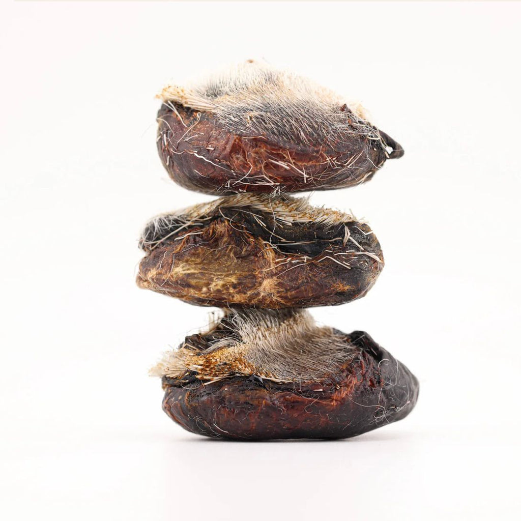 Tibet Deer Musk Pod 🦌