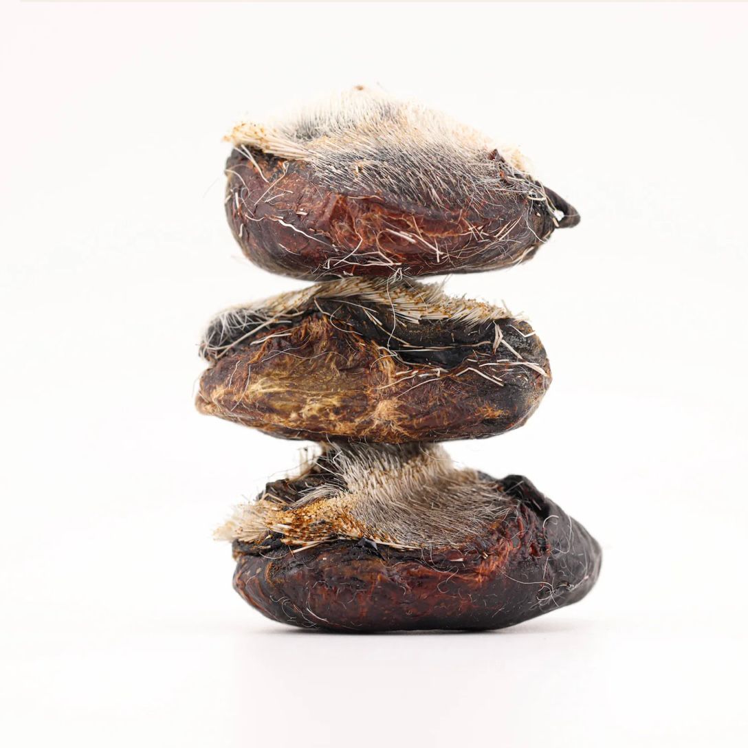 Tibet Deer Musk Pod 🦌