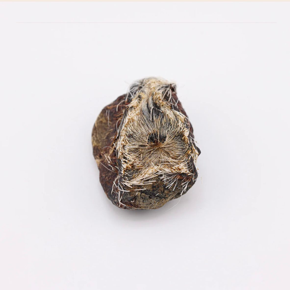 Tibet Deer Musk Pod 🦌